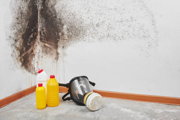 Best Emergency Mold Remediation in Arnold, MO